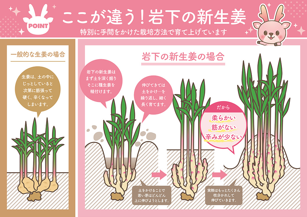 ここが違う！岩下の新生姜 特別に手間をかけた栽培方法で育て上げています